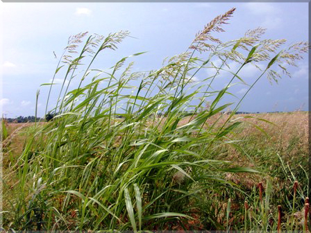 Johnsongrass, sorghum halepence